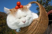 日本网红猫咪猫叔去世，享年18岁，它的表情包你的手机里一定有！